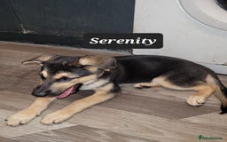 Shepsky dogs for sale: 5 adorable shepskys  - Image 13