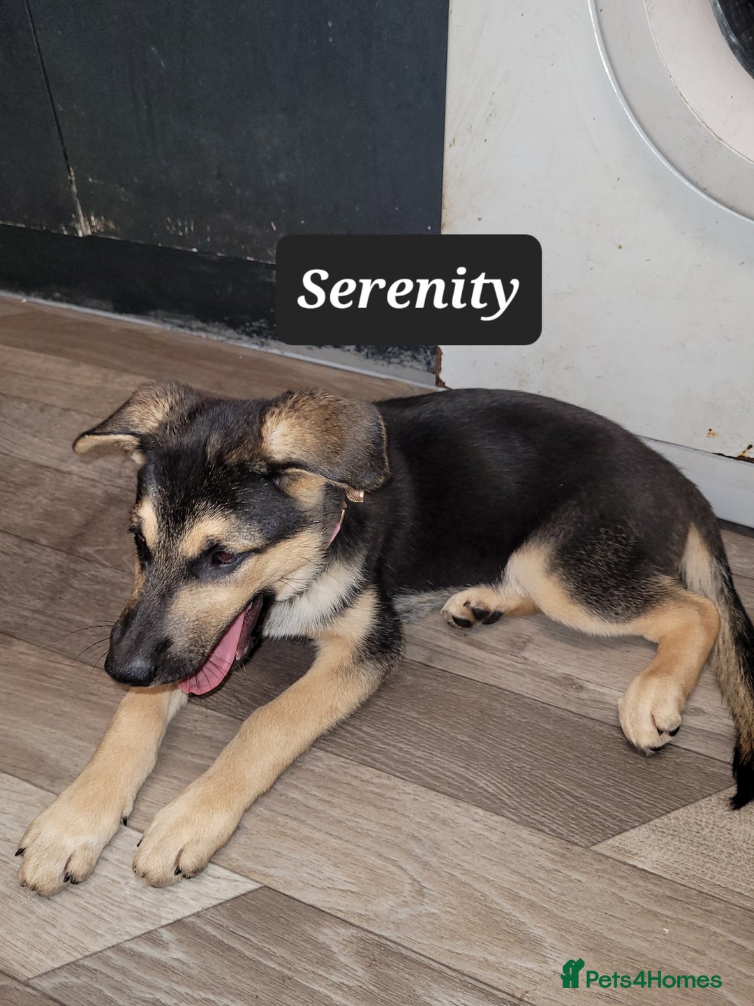 Shepsky dogs for sale: 5 adorable shepskys  - Image 13