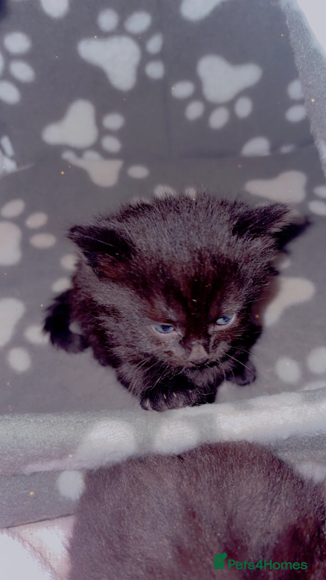 Mixed Breed cats for sale: 3 female kittens for rehoming:) - Advert 2