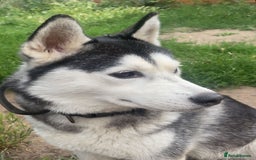 Siberian Husky dogs for sale: Beautiful Siberian huskies - Image 6