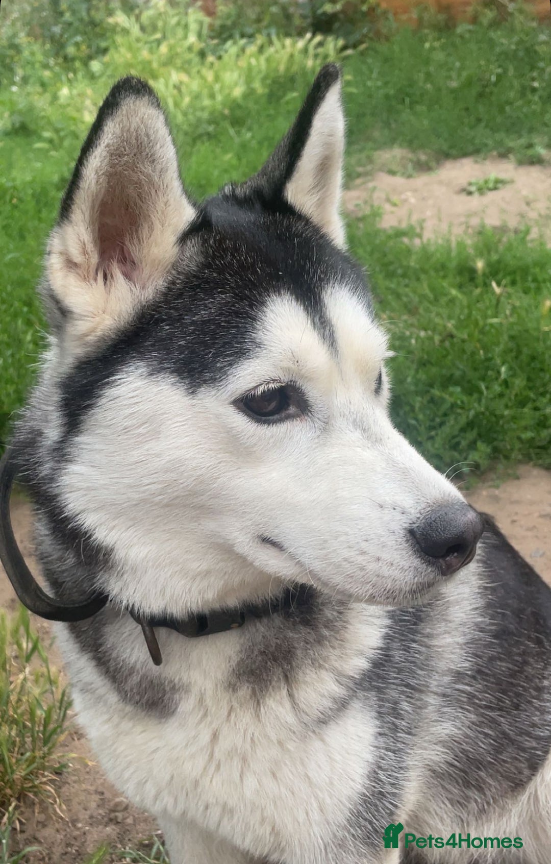 Siberian Husky dogs for sale: Beautiful Siberian huskies - Image 6