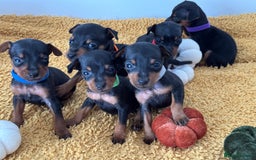 Miniature Pinscher dogs for sale: Miniature Pincher Puppies  - Image 2