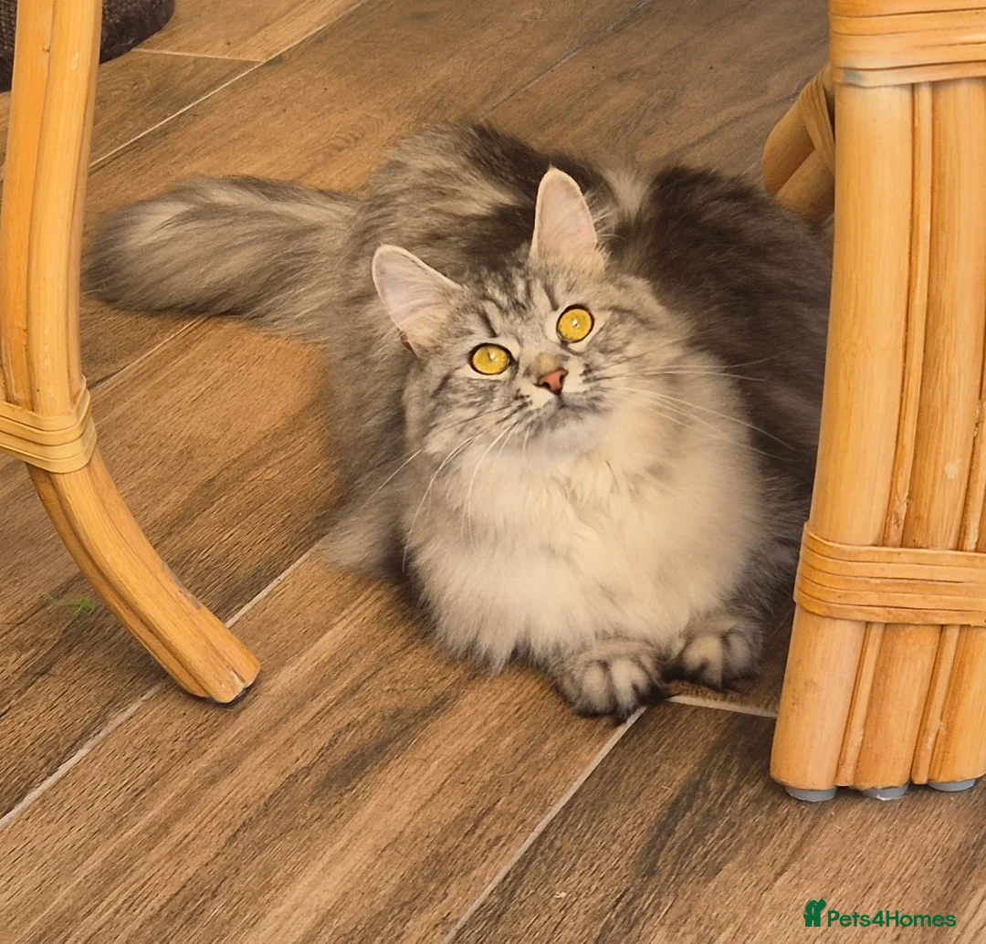 Siberian cats for sale: Stunning Siberian Girl Reg TICA and GCCF Active - Advert 1