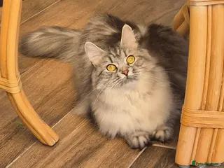 Siberian cats Stunning Siberian Girl Reg TICA and GCCF Active - Advert 3