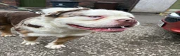 Olde English Bulldogge dogs for sale: 4 beautiful pups ready now  - Advert 15