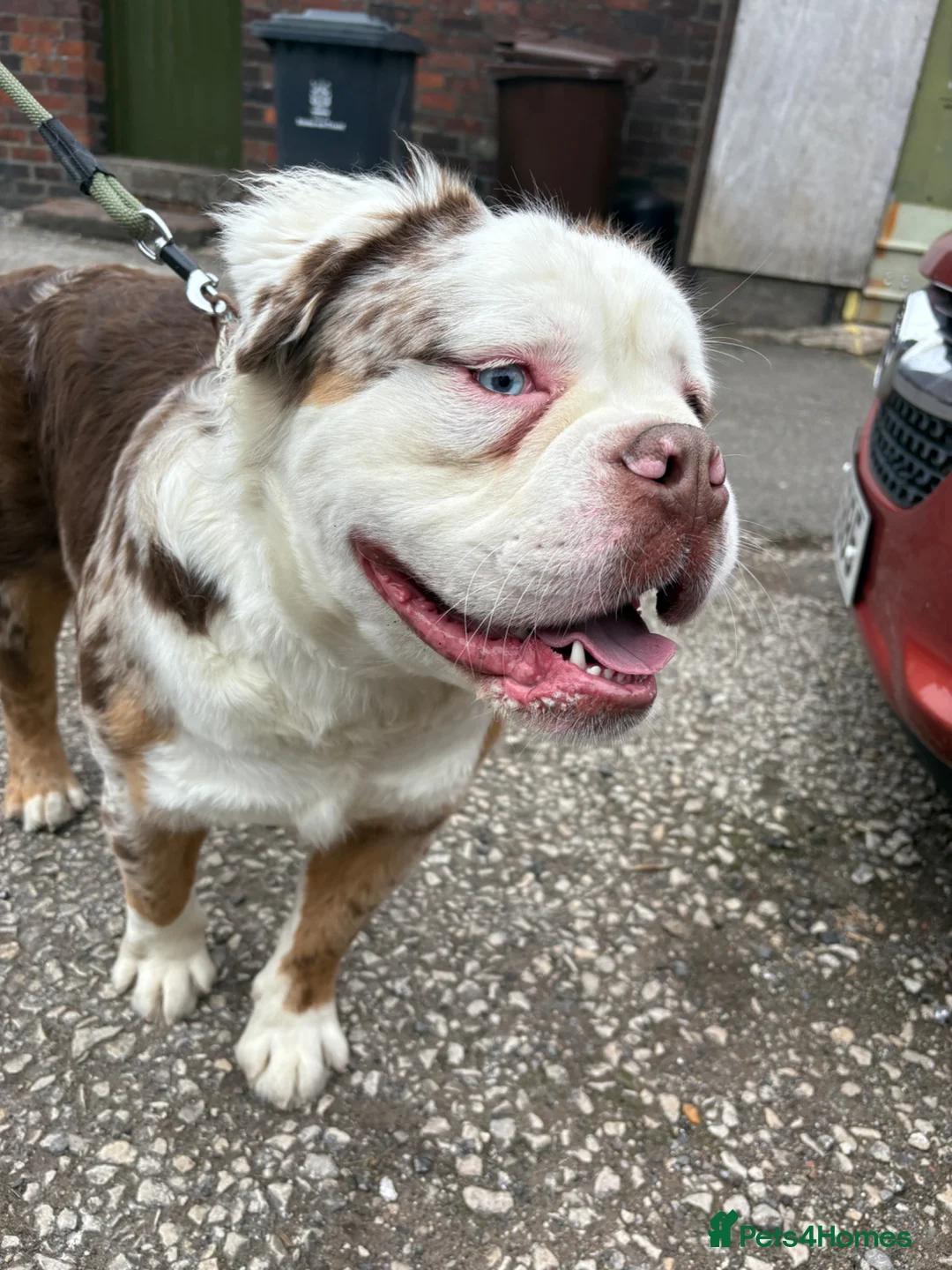 Olde English Bulldogge dogs for sale: 4 beautiful pups ready now  - Advert 15