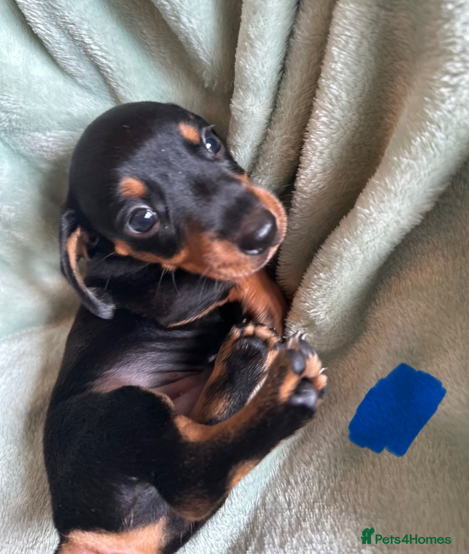 Miniature Dachshund dogs 🐾exceptional KC REGISTERED PRA clear  - Advert 1