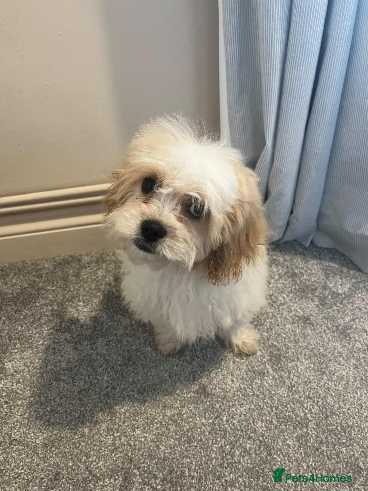 Cavachon dogs 🐾💕 LAST 2 GIRLS REMAINING! 💕🐾 REDUCED - Advert 2