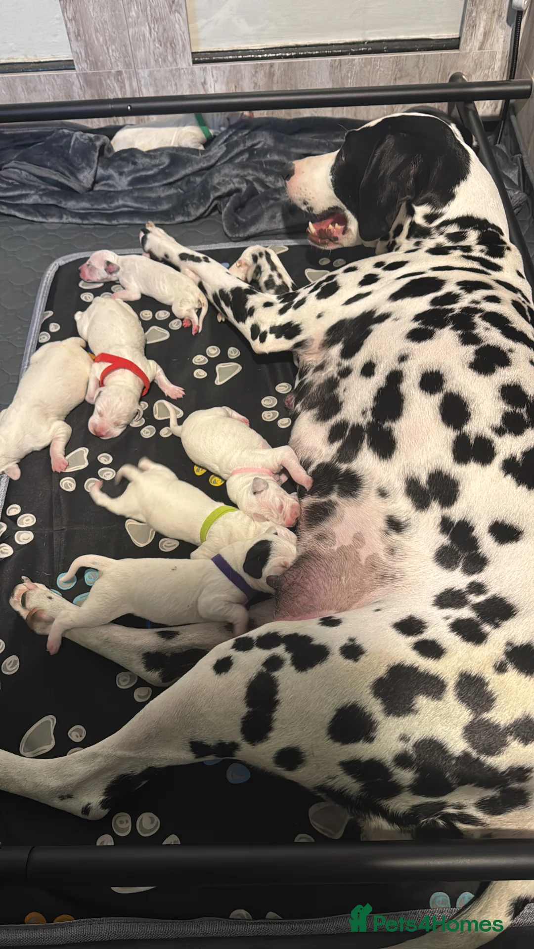 Dalmatian dogs for sale: 1 Boy Left!!! (KC Registered dalmatian pups)!!) - Advert 2