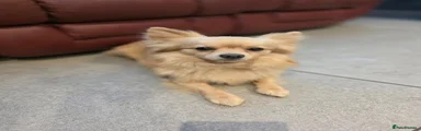 Pomchi Puppy 1