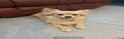 Pomchi dogs for sale: 🐶 Gorgeous 1 year old Rare Blonde Tiny Pomchi 🥰 - Advert 8