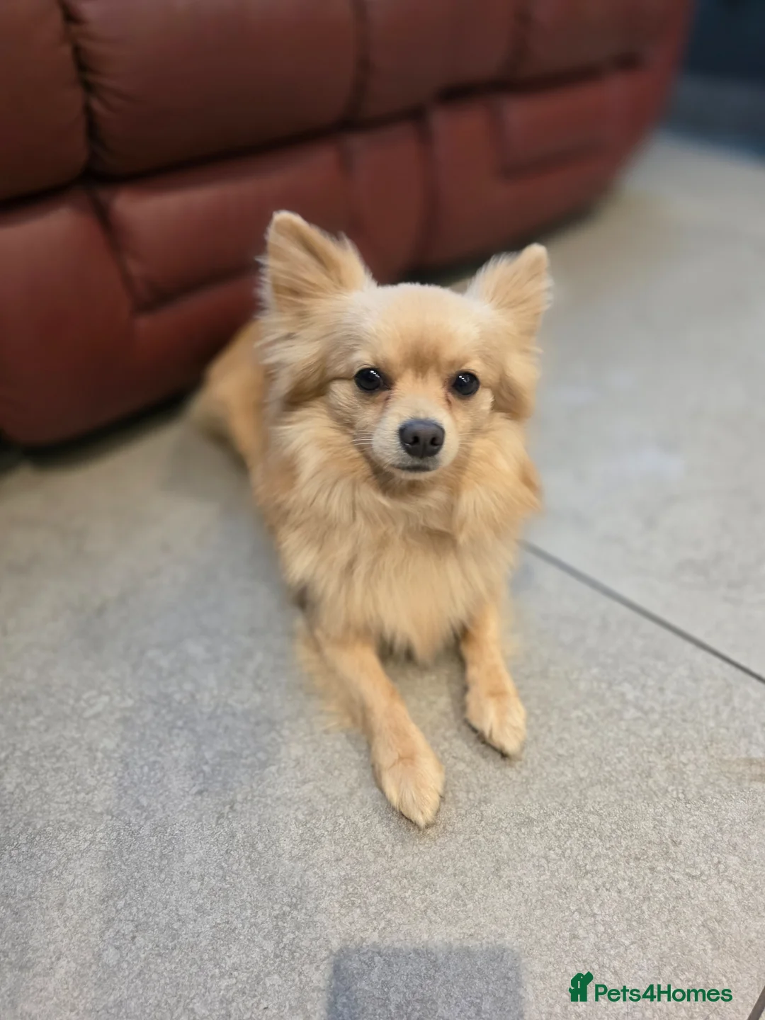 Pomchi dogs for sale: 🐶18month old Rare Blonde Tiny Pomchi 🥰 - Advert 19