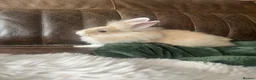 Lionhead rabbits for sale: 10 week old gorgeous girly 😍 - Advert 6