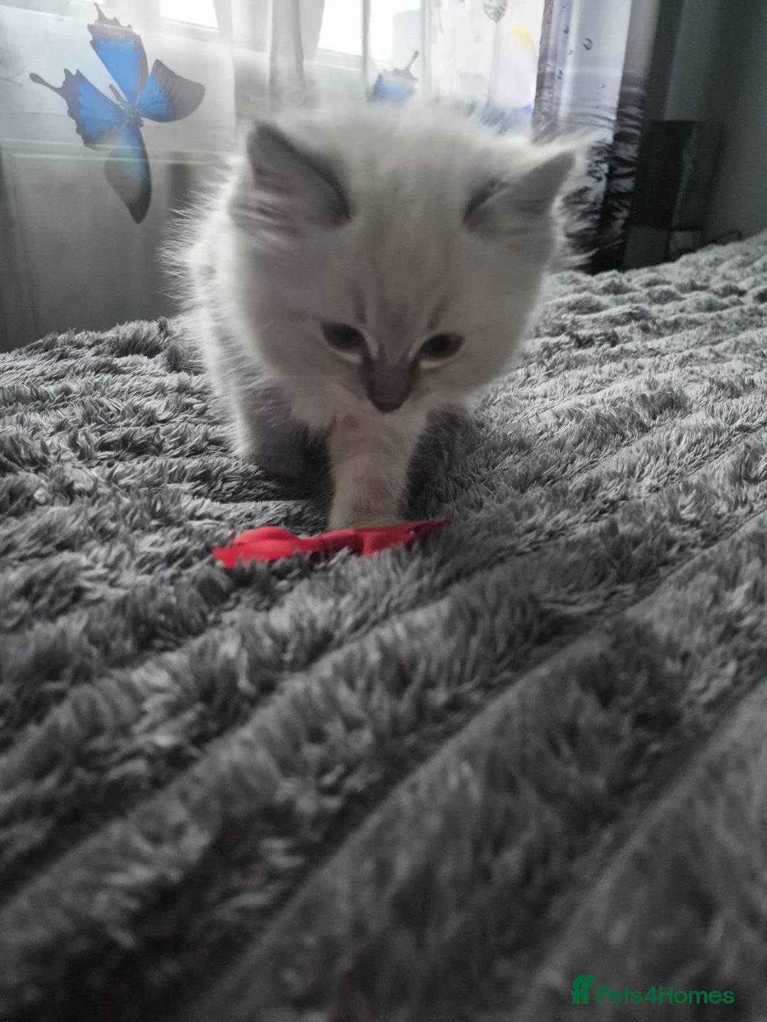 Ragdoll cats for sale: Adorable Ragdoll Kittens GCCF  Active registered  - Advert 21