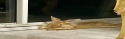 Mixed Breed rabbits for sale: Lionhead and franch loop mix breed 1 pair - Advert 2