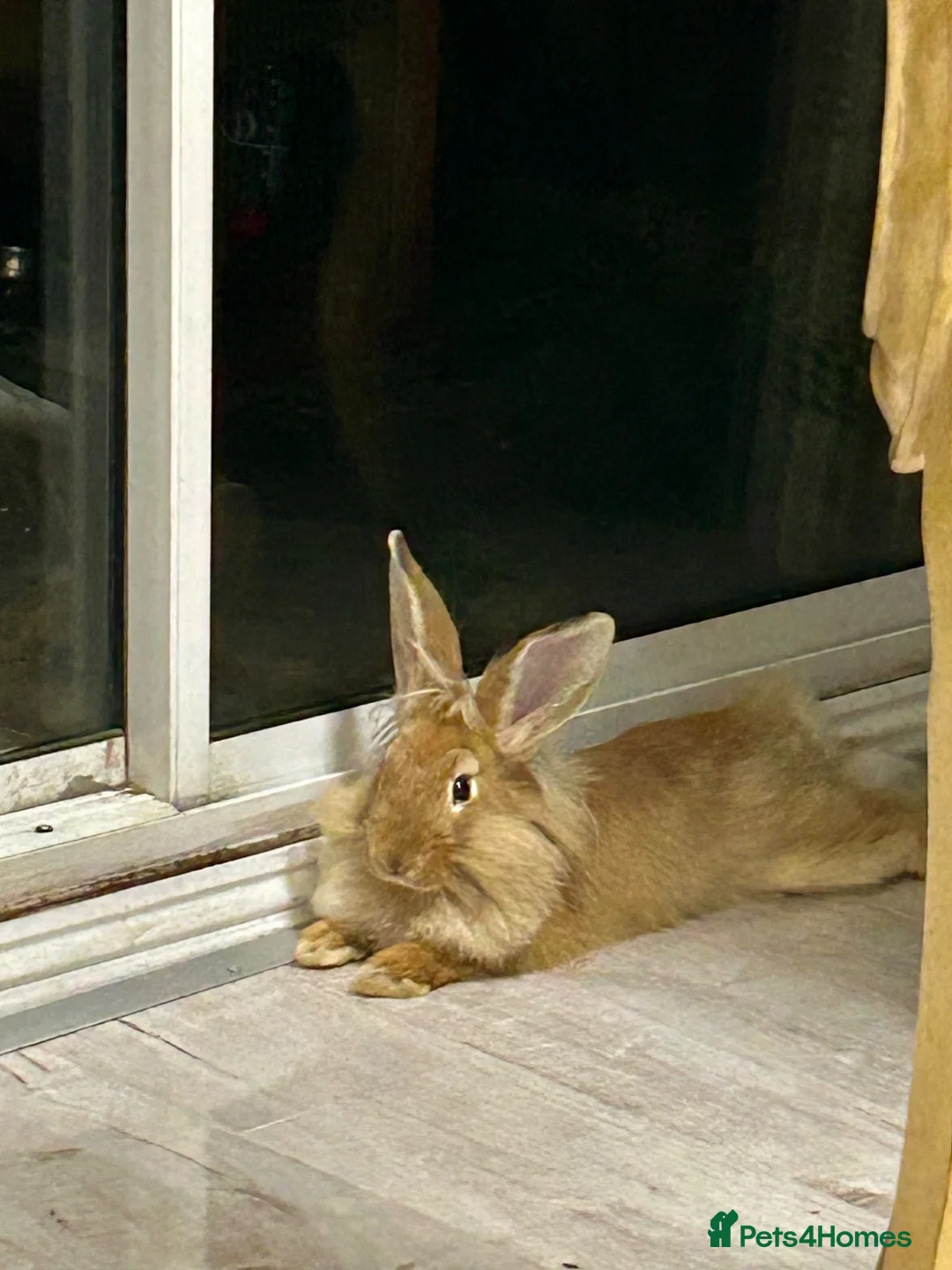 Mixed Breed rabbits for sale: Lionhead and franch loop mix breed 1 pair - Advert 2