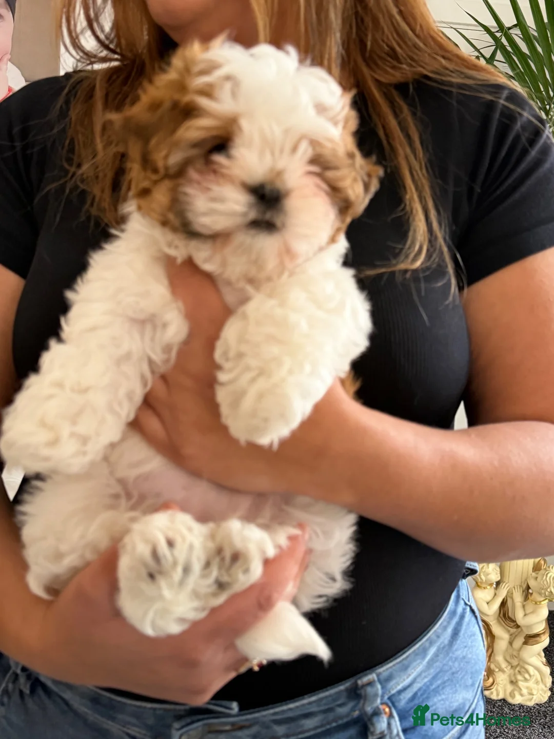Shih Tzu dogs for sale: Shih Tzu x Teddy Biewer Terrier in Salford - Advert 5
