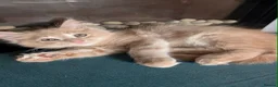 Ragcoon cats for sale: Ready to leave next weekend Ragcoon Kittens  - Advert 7
