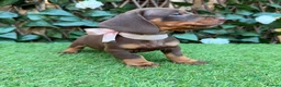 Miniature Dachshund dogs for sale: BEAUTIFUL TINY MINIATURE DASCHUNDS DAPPLE  - Advert 15