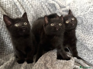 Domestic Shorthair cats - Advert 18