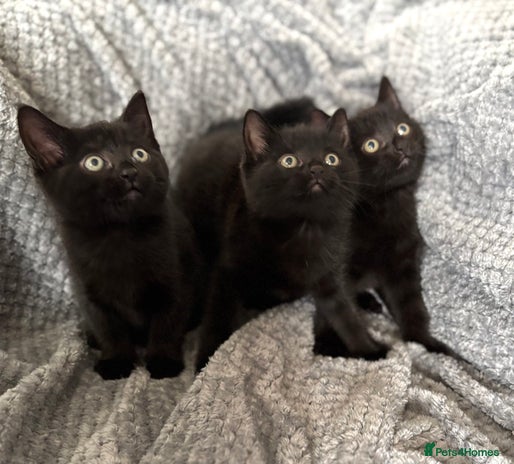 Domestic Shorthair cats - Advert 7