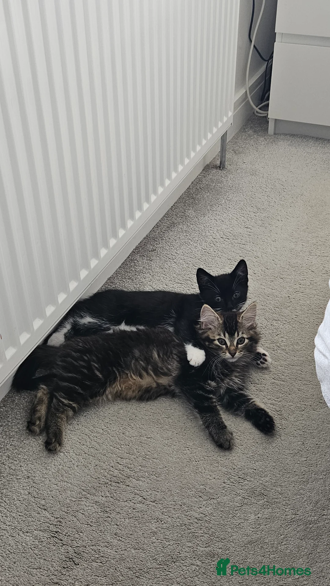 Mixed Breed cats for sale: Kittens 11 weeks old x3 - Advert 3