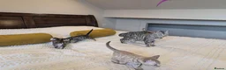 Bengal cats for sale: 🖤🩶🤍 Stunning Bengal Kittens 🤍🩶🖤 - Advert 32