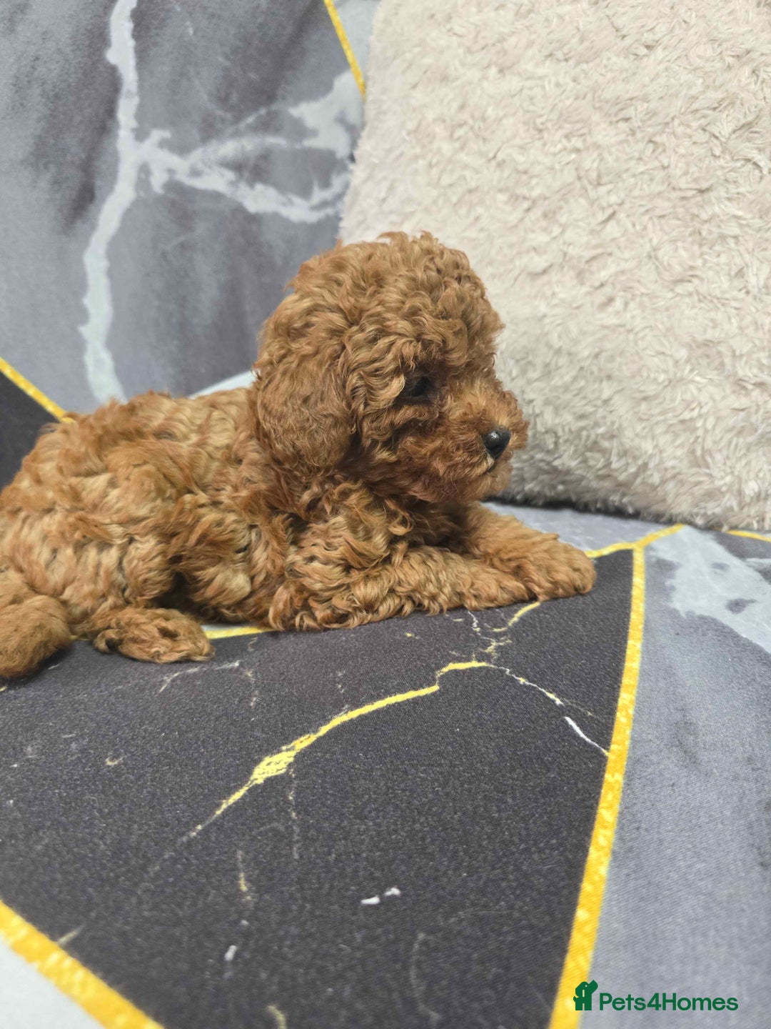 Toy Poodle dogs for sale: 3 Stuninngly cute red toy poodle puppies - Advert 17