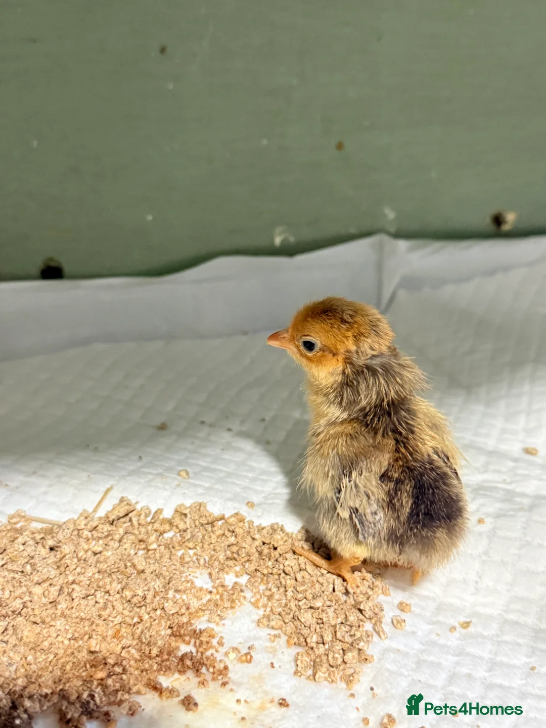 Chickens poultry for sale: Serema chicks  - Advert 2