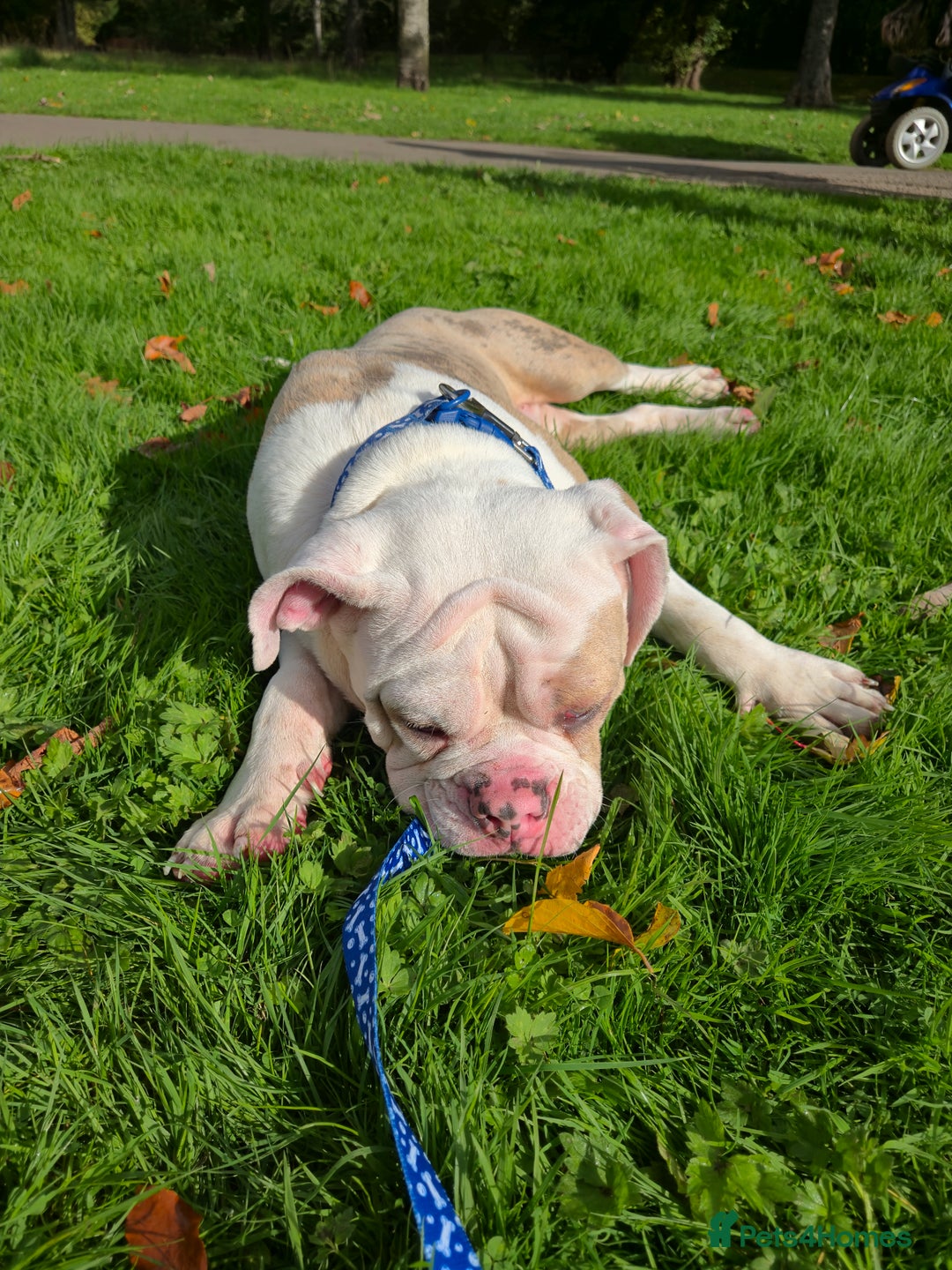 Old Tyme Bulldog dogs for sale: Old Tyme Bulldog - Image 4