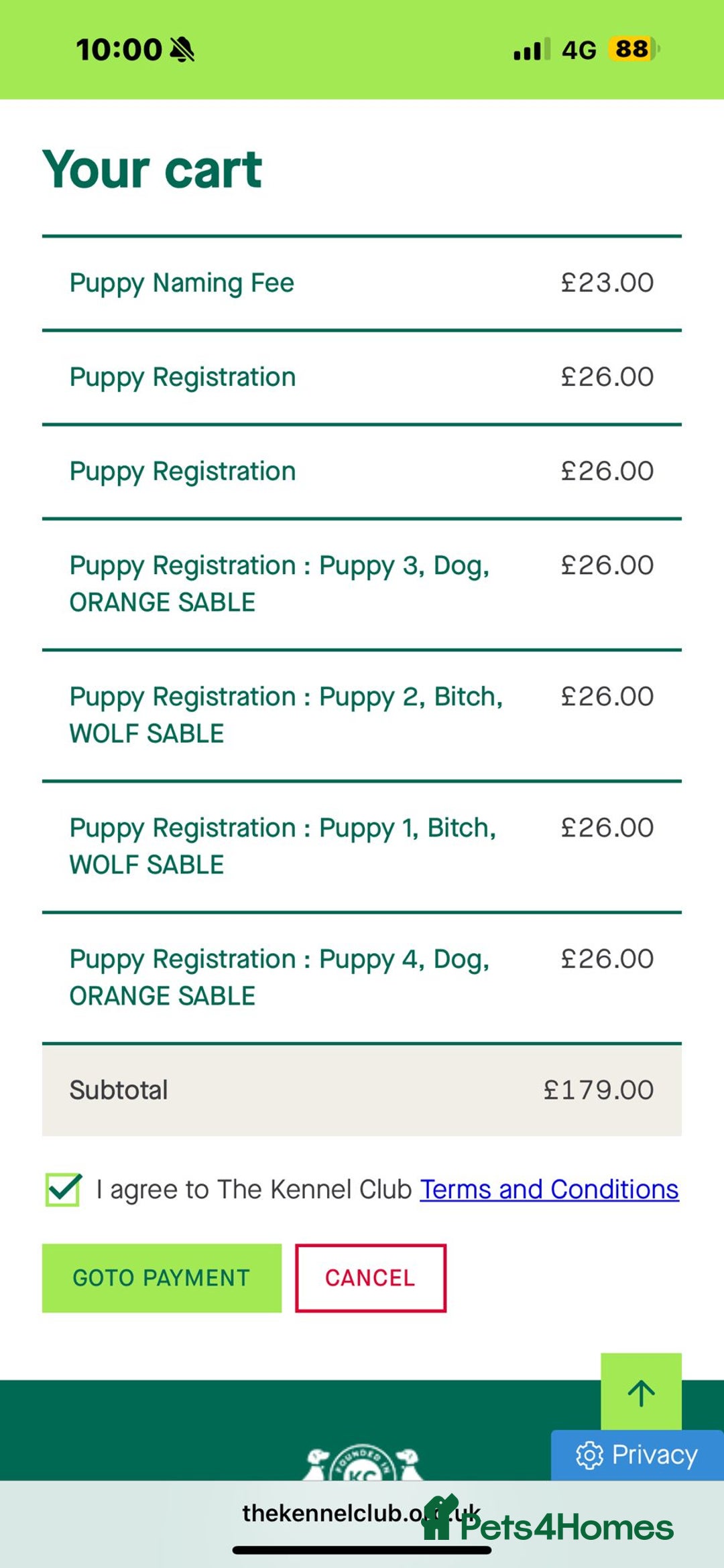 Pomeranian dogs for sale: Beautiful pups - Image 19