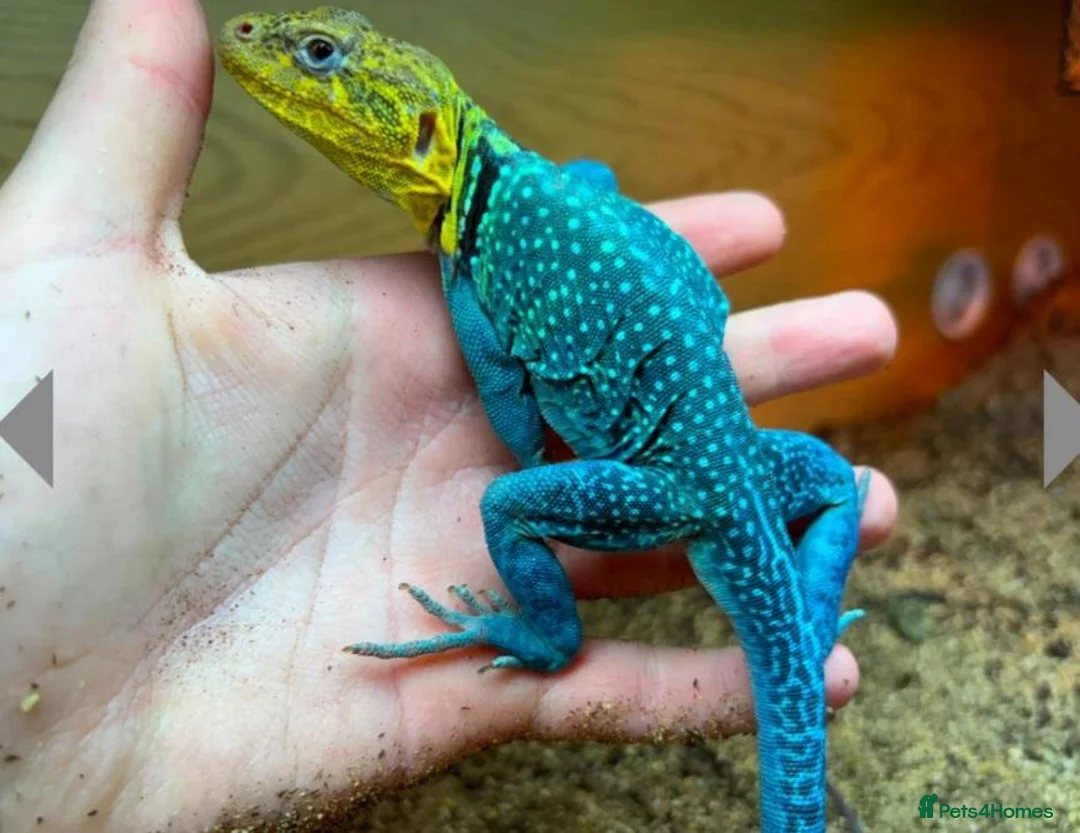 Lizard reptiles for sale: CB26 Wichita Mountain Blue Collared Lizard  - Advert 6
