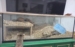 Gerbil rodents for sale: 2x male gerbils with tank  - Image 4