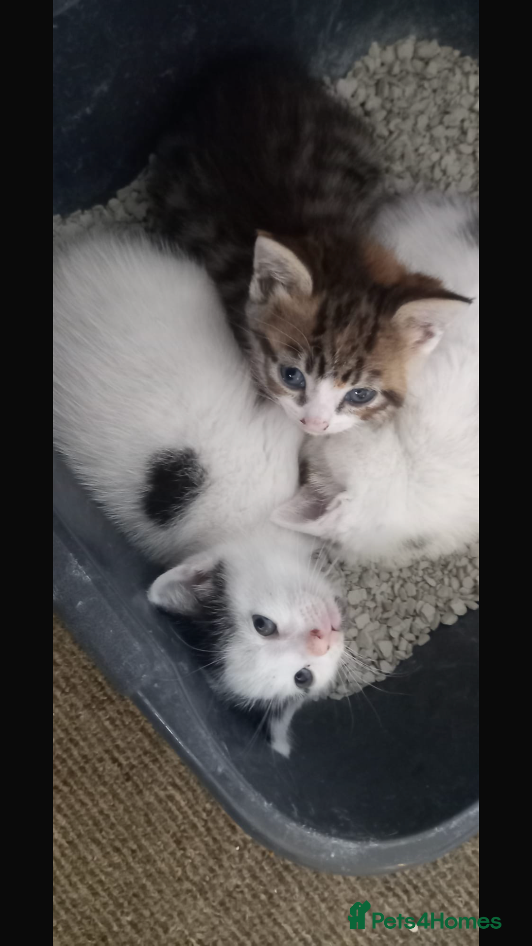 Mixed Breed cats for sale: 3 kitties for sale  - Image 3