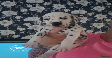 Dalmatian dogs in Ferndale - Advert 2