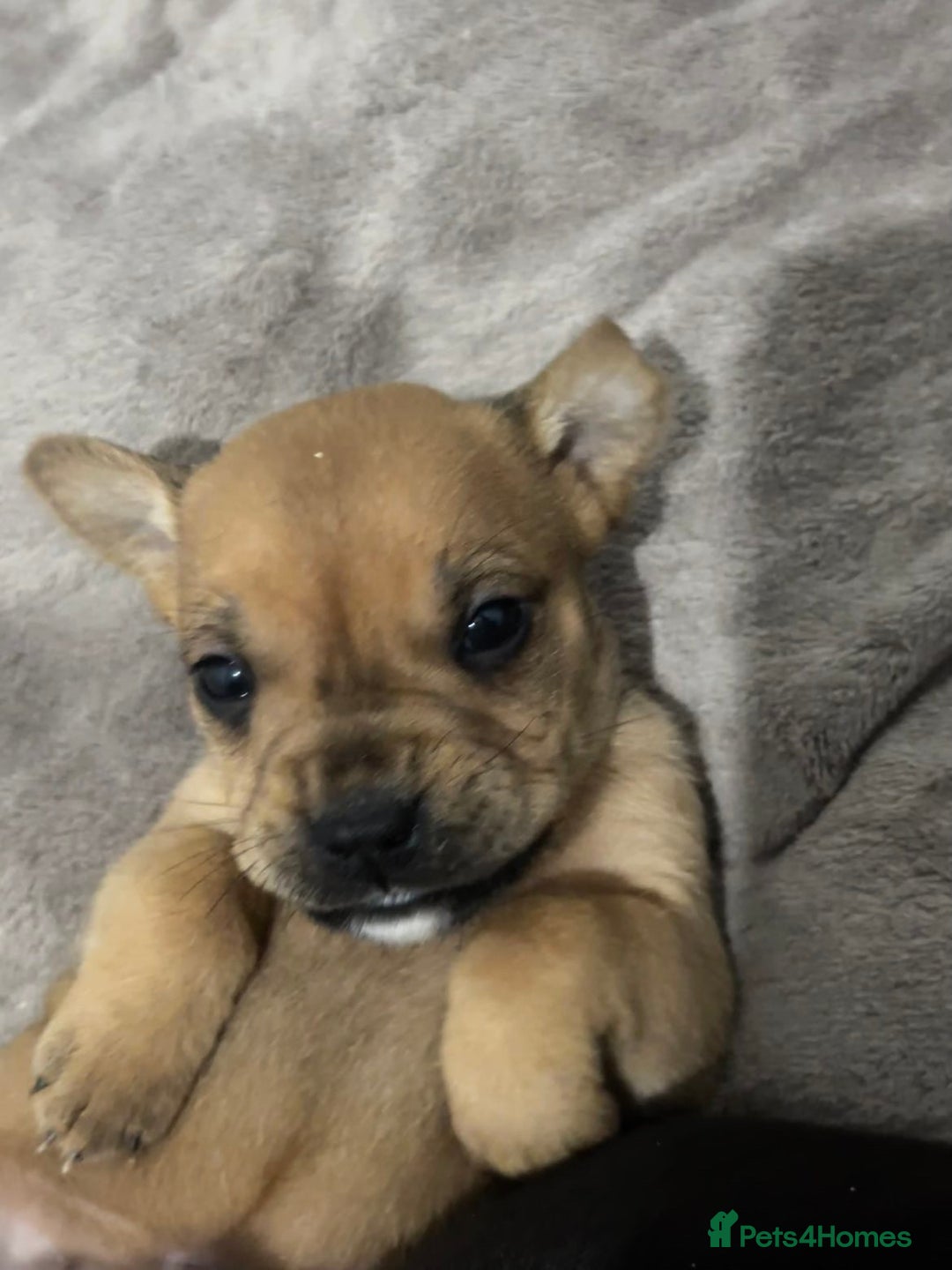 Mixed Breed dogs for sale: A beautiful litter of Rottweiler/staff/mastiffs - Advert 14