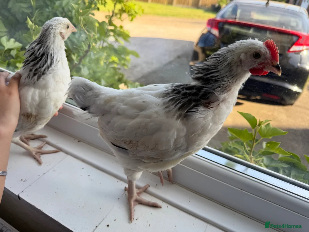 Chickens poultry for sale: Light Sussex chickens in Hounslow - Advert 1