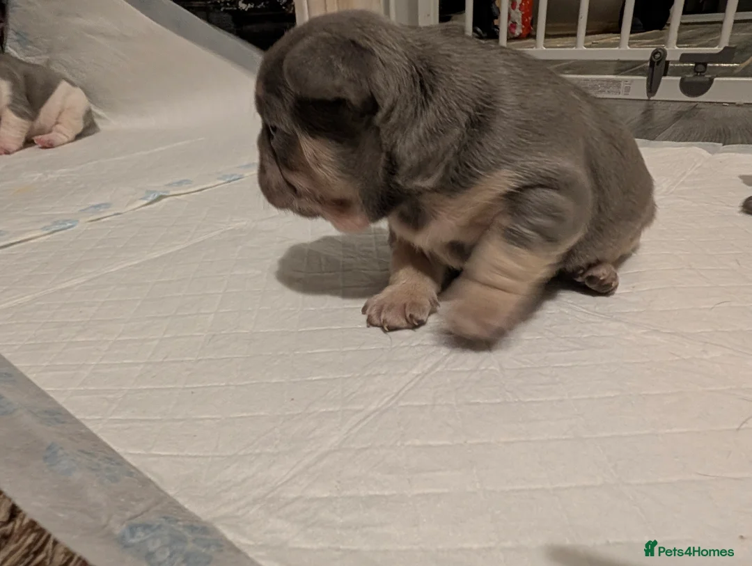 French Bulldog dogs for sale: French bulldog pups - Advert 6