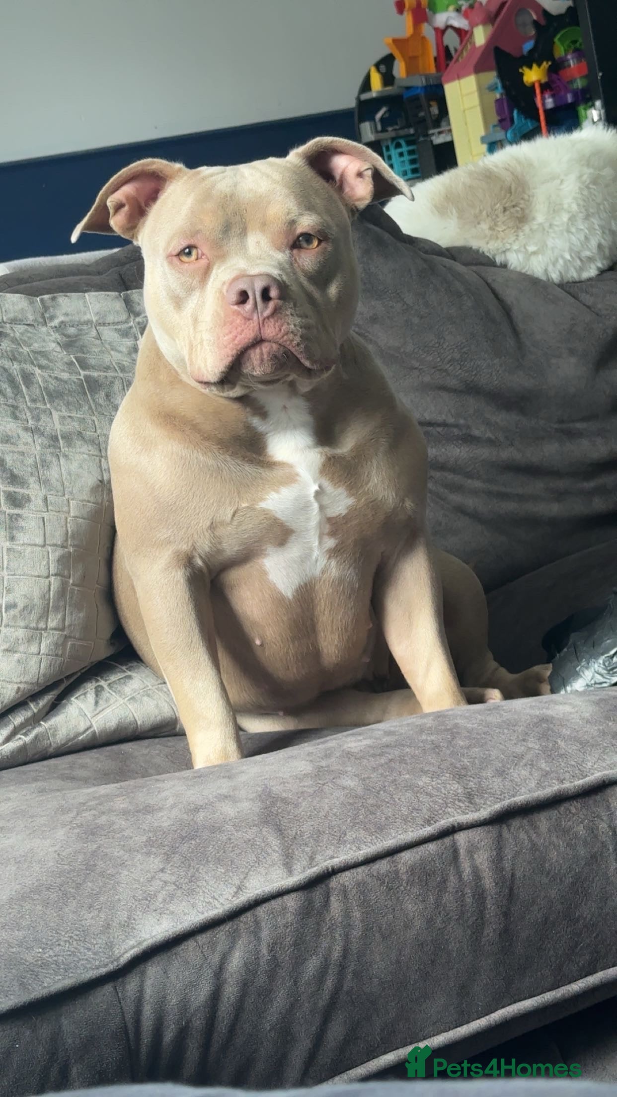 American Bulldog dogs 1 Year Old Pocket Bully Female  - Advert 1
