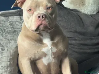 American Bulldog dogs 1 Year Old Pocket Bully Female - Advert 1