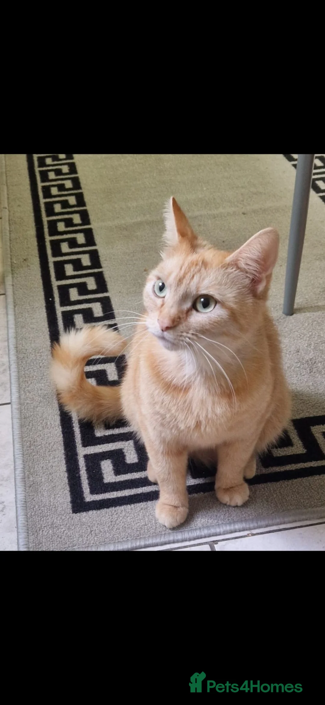 Mixed Breed cats for sale: 3 little kittens( 1 ginger boy+2 girls) - Advert 1