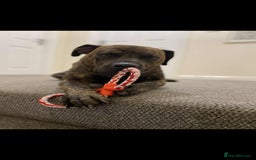 Presa Canario dogs for sale: Gorgeous pressa canario  - Advert 2
