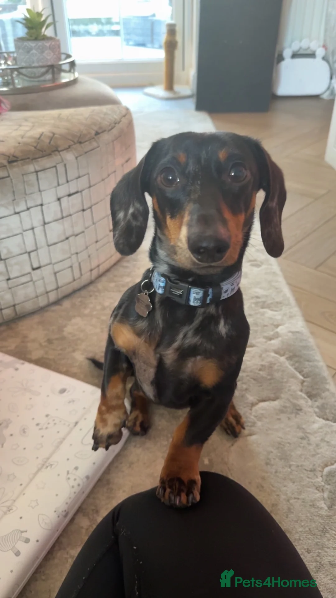 Miniature Dachshund dogs for sale: Miniature Dachshund - Advert 5