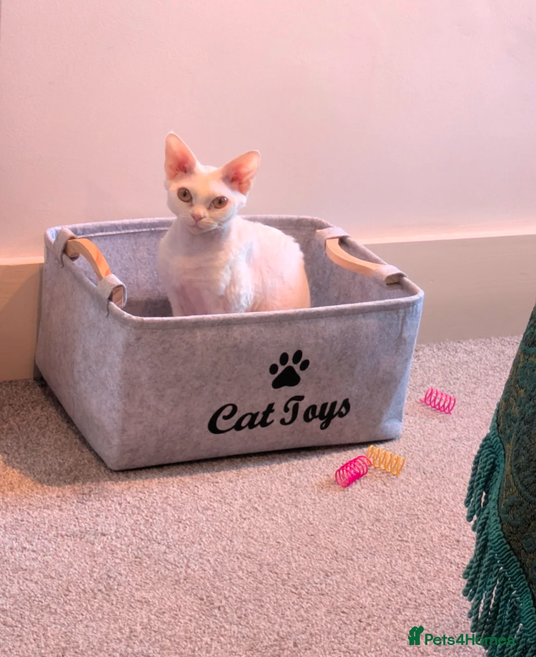 Devon Rex cats for sale: Two of the most beautiful Devon rex kittens  - Advert 6