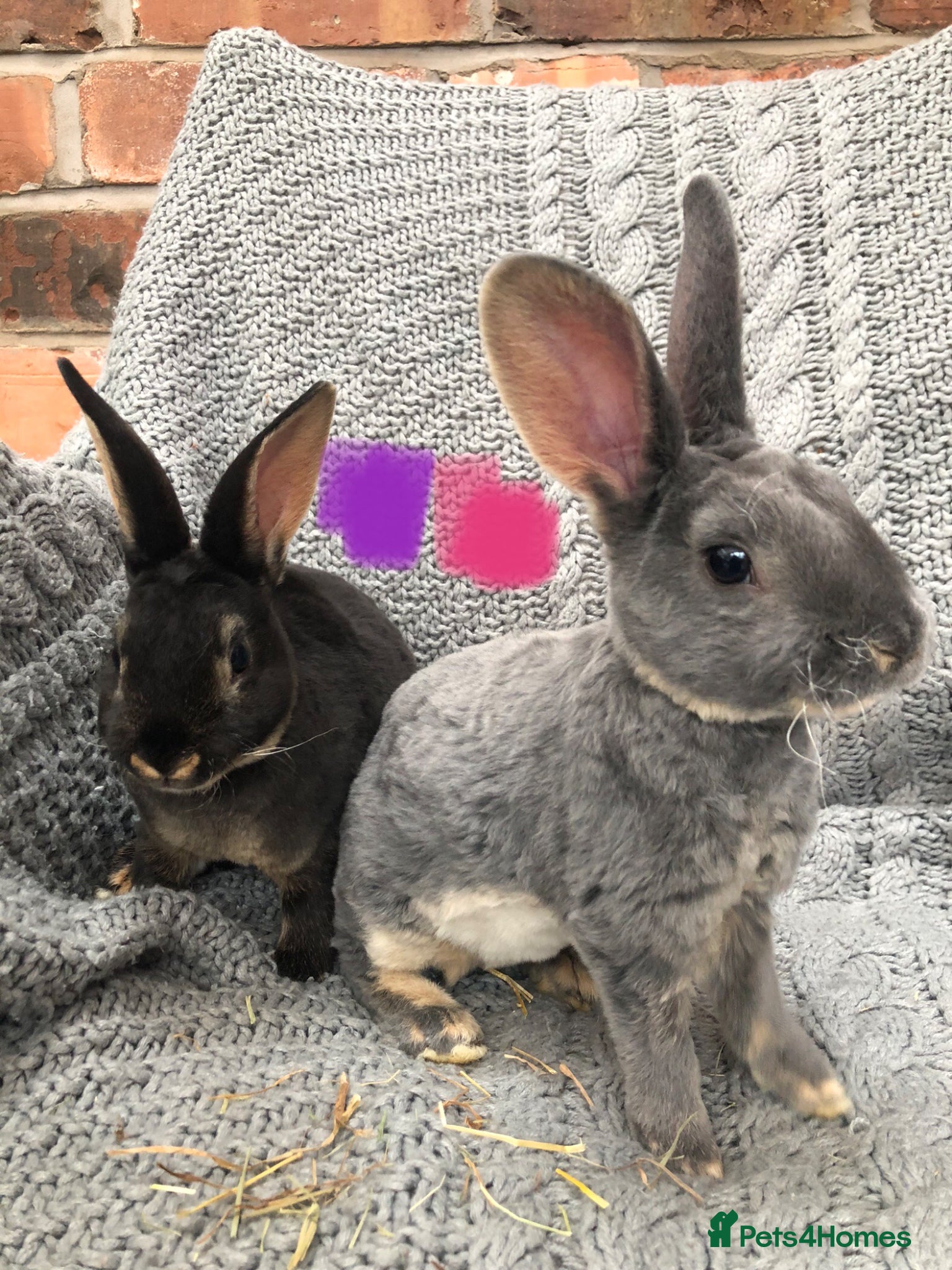 Rex rabbits Beautiful velvet mini Rex & Rex rabbits - Advert 5