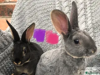 Rex rabbits Beautiful velvet mini Rex & Rex rabbits - Advert 4