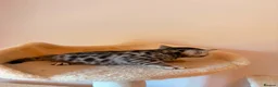 Bengal cats for sale: Tempest Bengala TICA registered kittens  - Advert 27