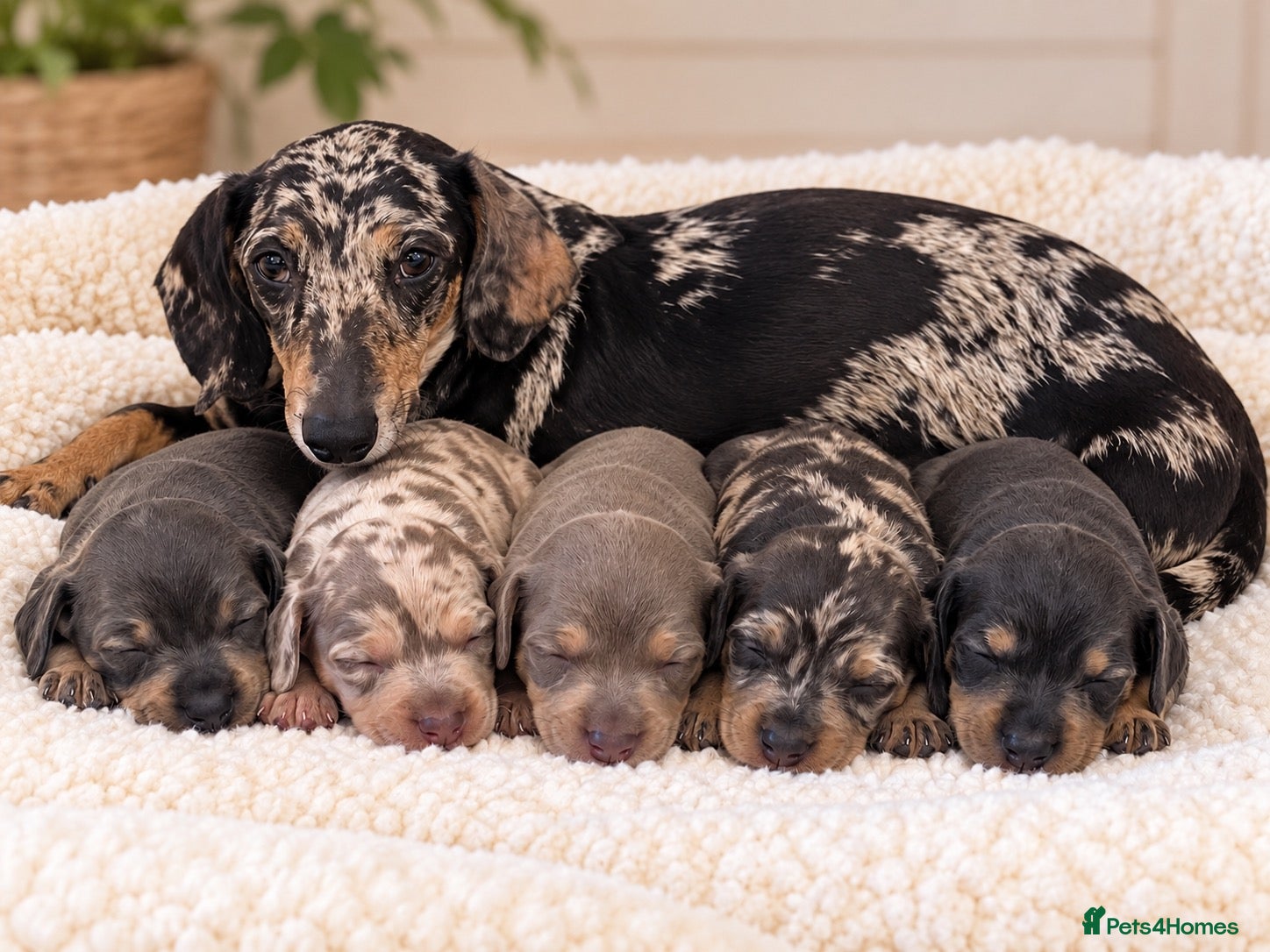Miniature Dachshund dogs for sale: Happy and healthy miniature dachshund puppies  - Advert 9