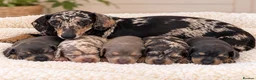 Miniature Dachshund dogs for sale: Happy and healthy miniature dachshund puppies  in Hull - Advert 1