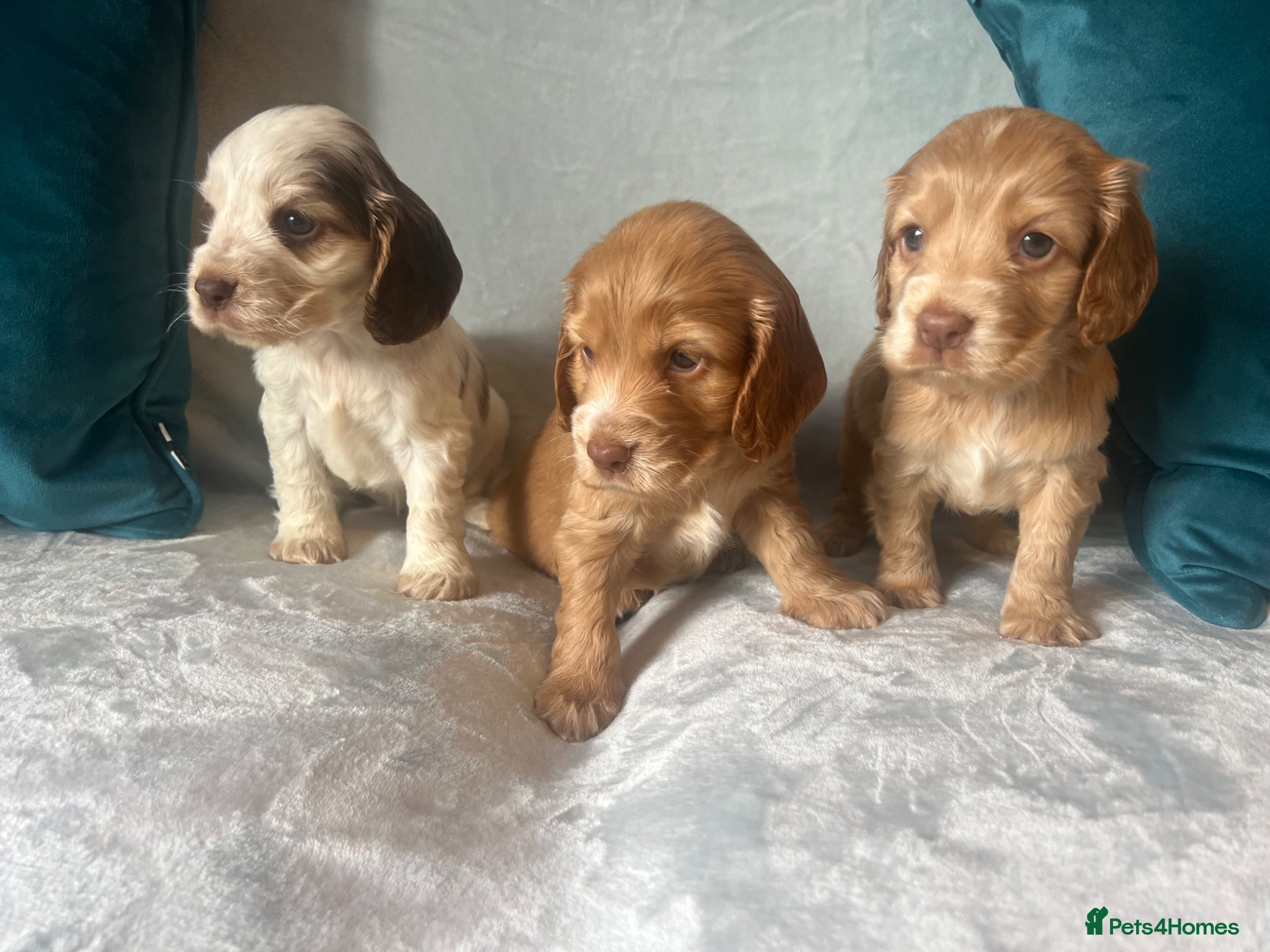 Cocker Spaniel dogs READY SOON Fabulous show type KC health tested.   - Advert 1